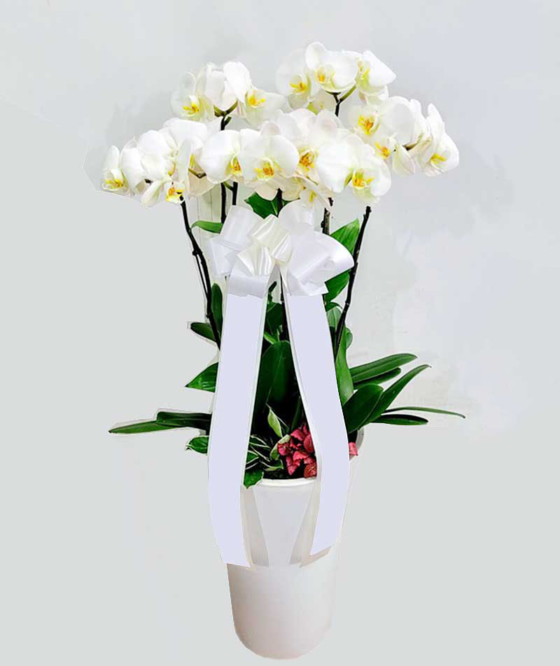 백호접 8호
